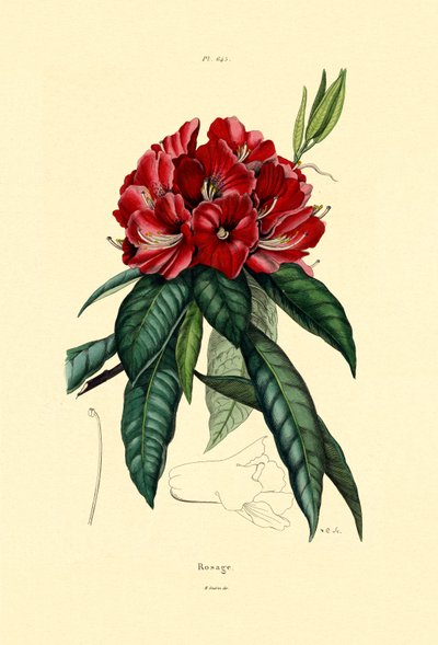 Snow Rose by French School